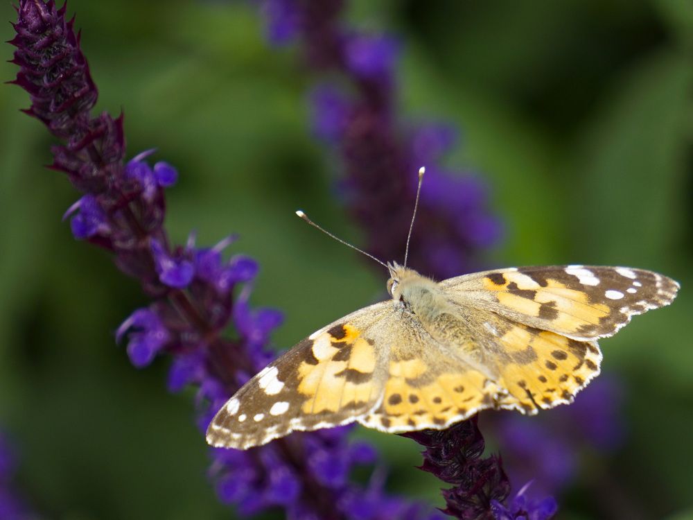Photograph by Дмитрий Лобанов