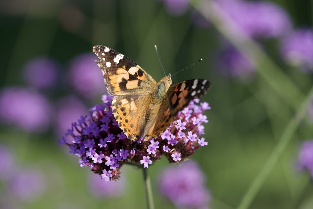 Фотография автора Viktoriya Kim