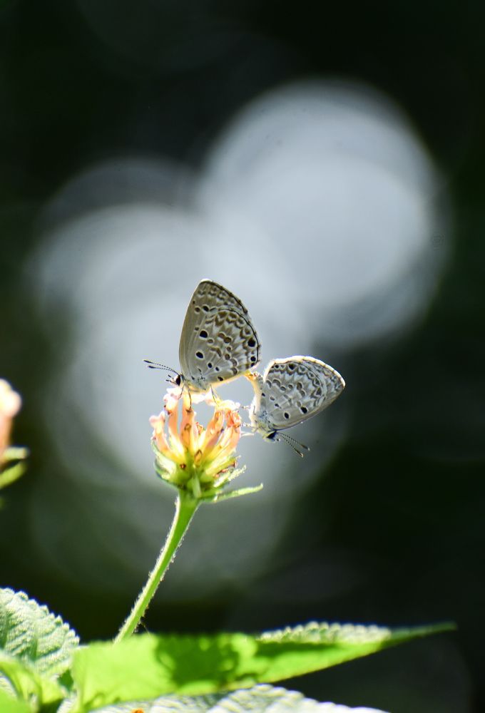 Photograph by Ankan De