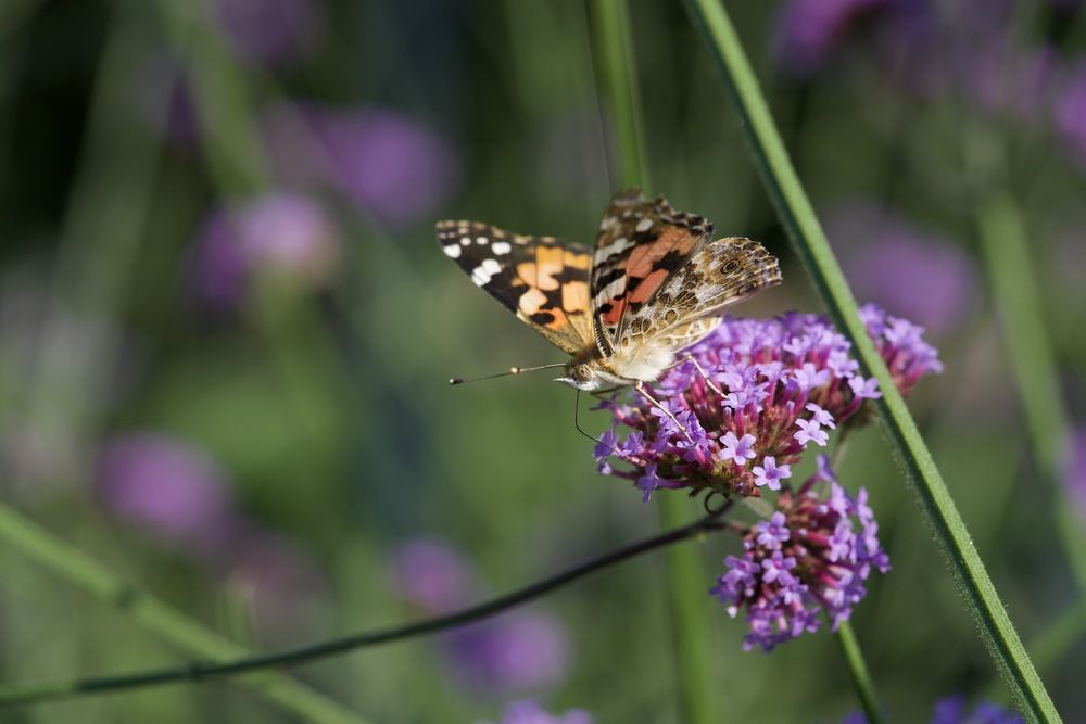 Фотография автора Viktoriya Kim