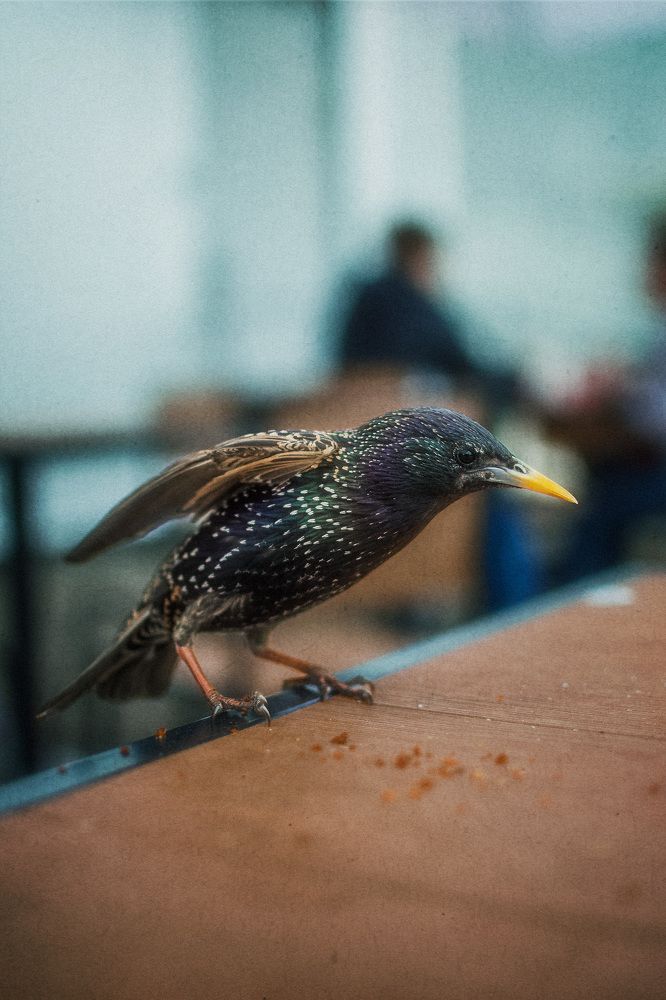 Photograph by Константин Малютин