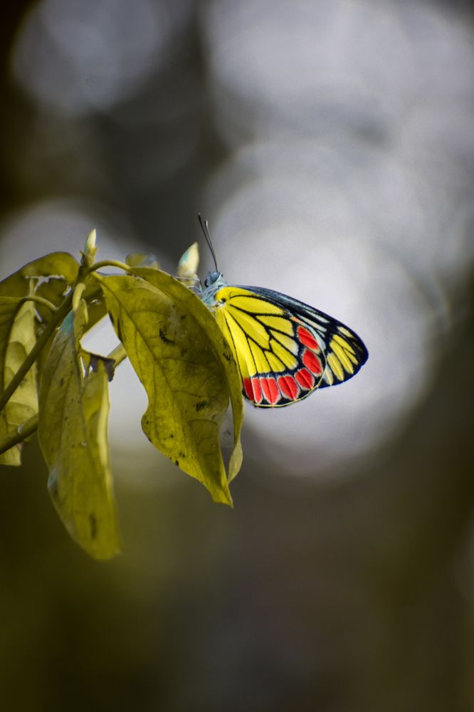 Photograph by Ankan De