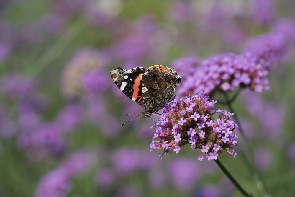 Фотография автора Viktoriya Kim