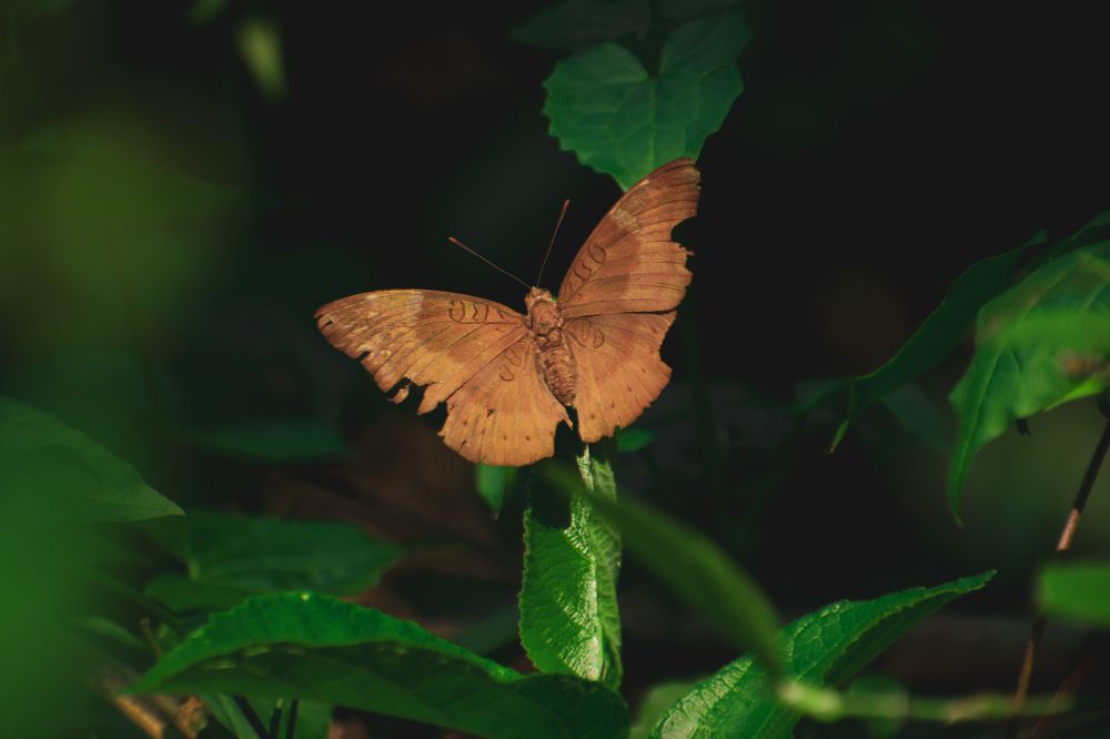 Photograph by Ankan De