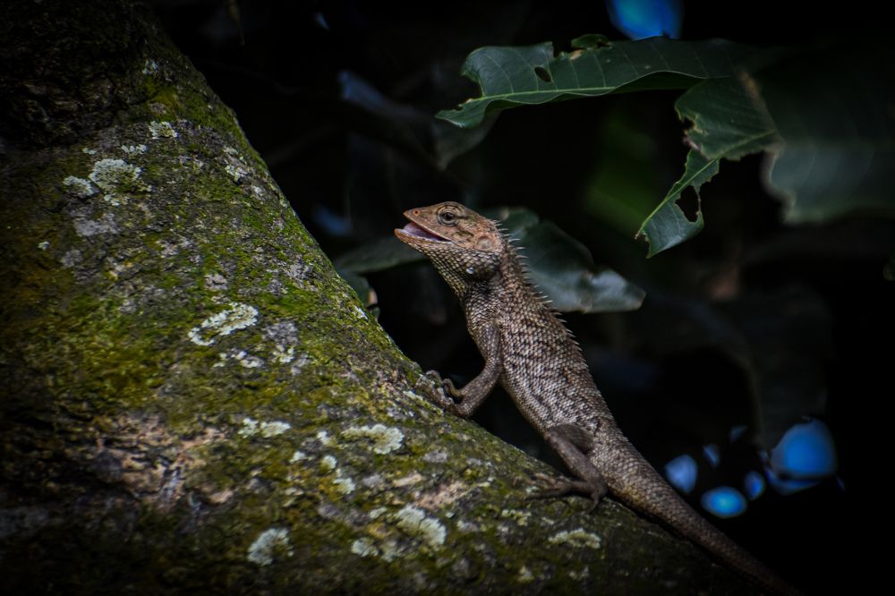 Photograph by Ankan De