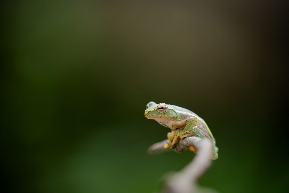 Photograph by Harish Raghavan