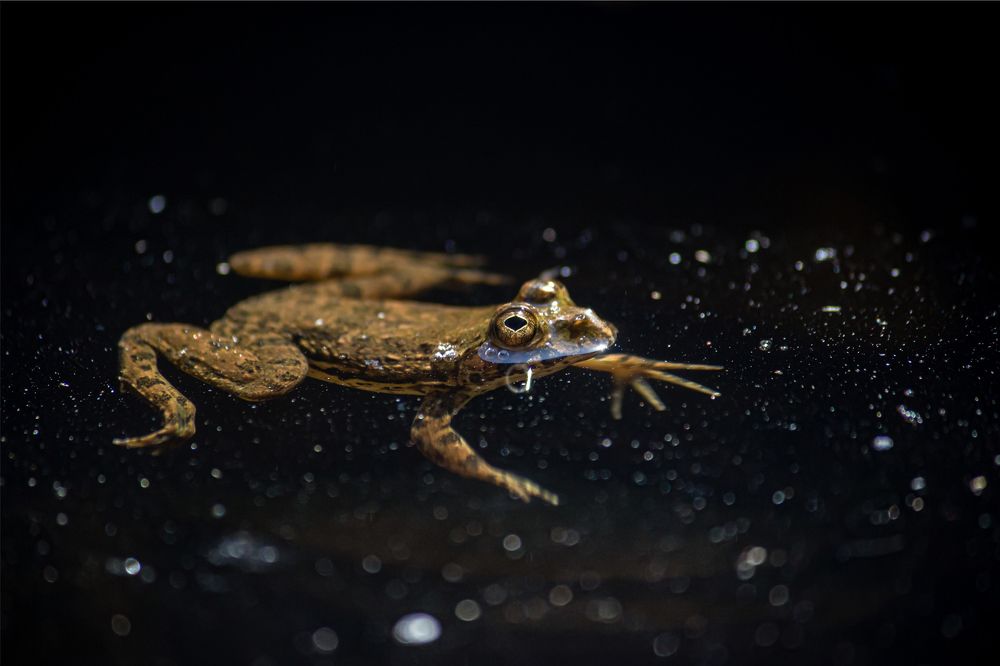 Photograph by Harish Raghavan