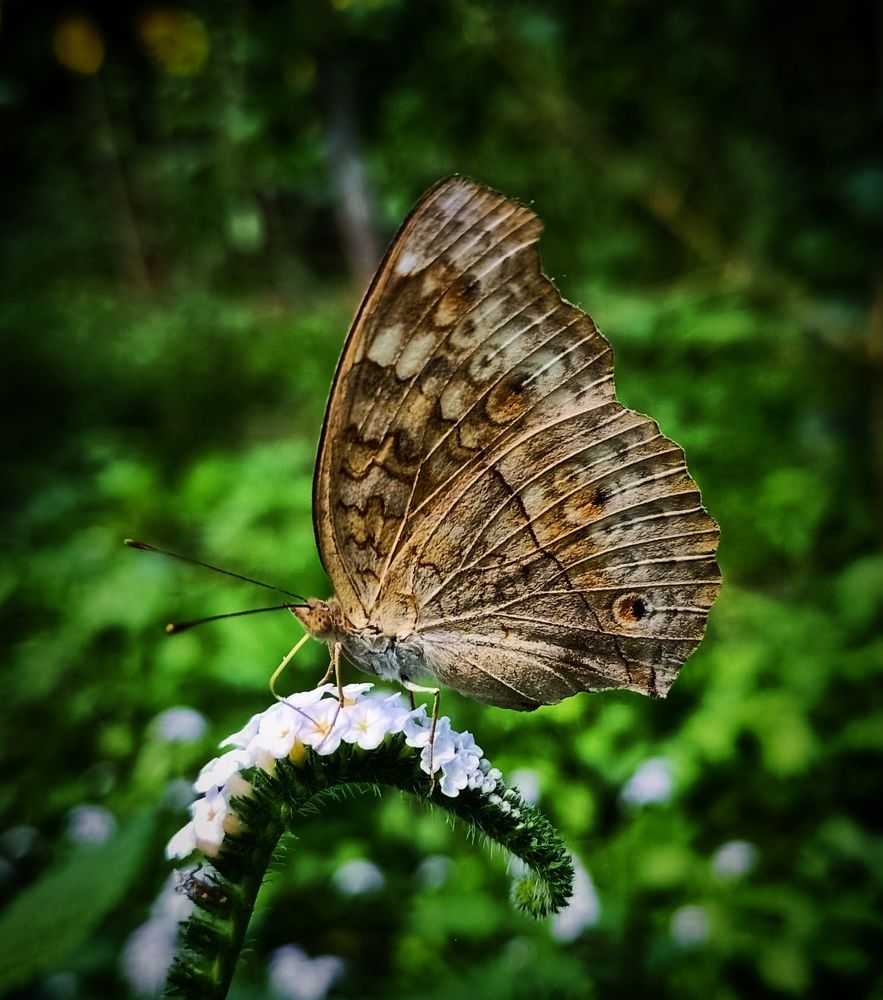 Photograph by Bodrul Hasan
