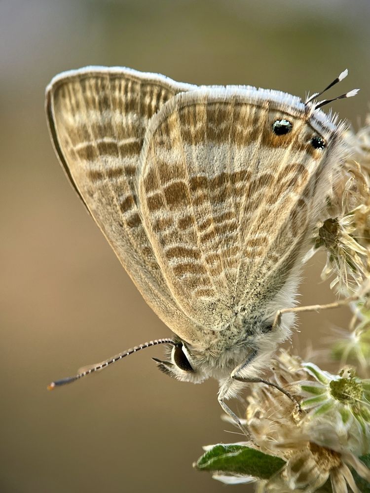 Un-noticed beauty