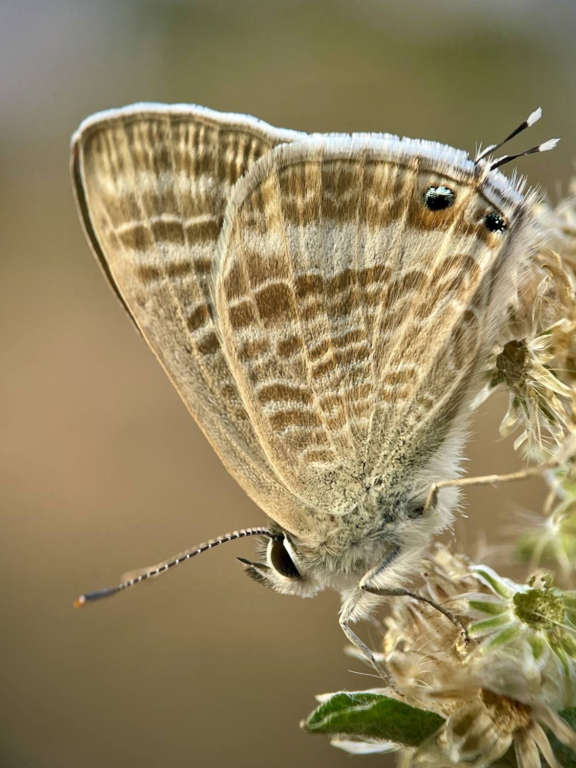 Un-noticed beauty