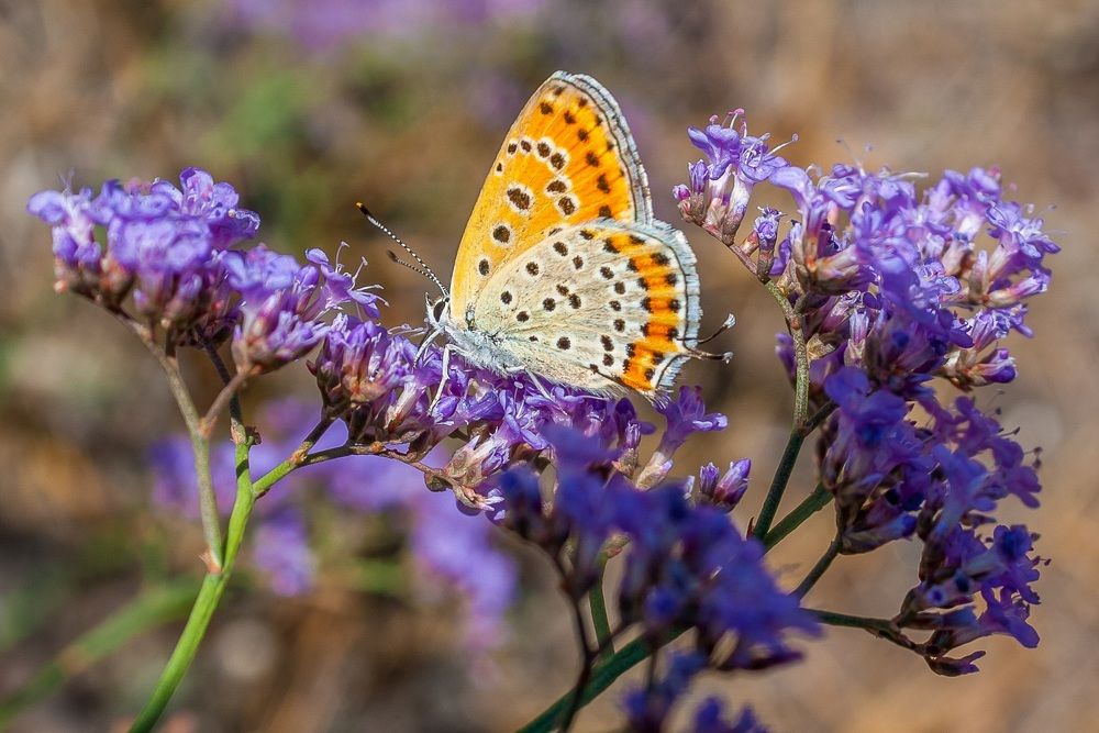 Photograph by Валерий Федяров