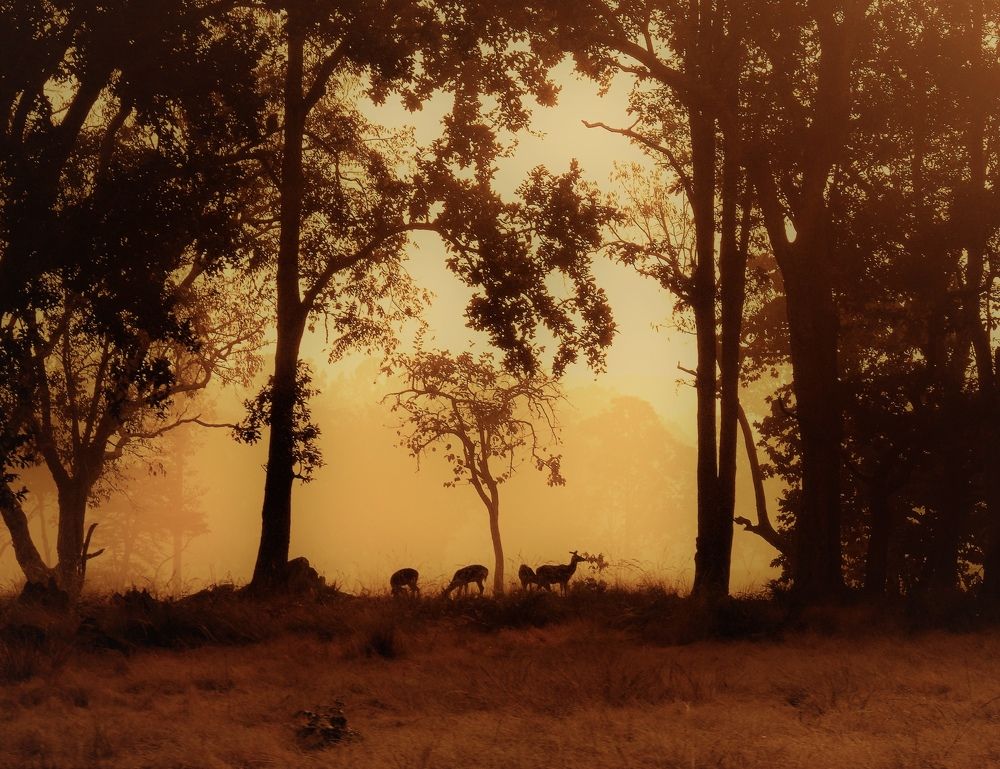 Golden memories of nature