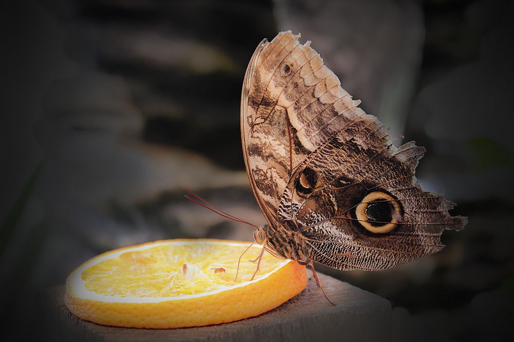 Tropical butterfly 2