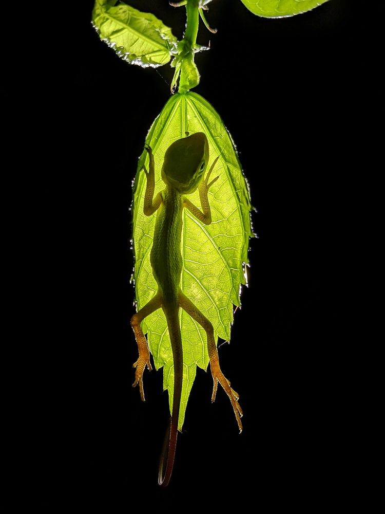 It's all about light