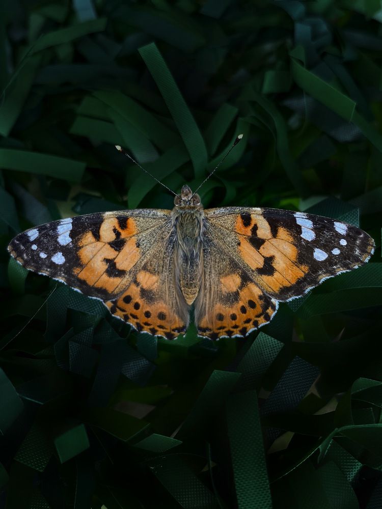 Photograph by Anastasiia