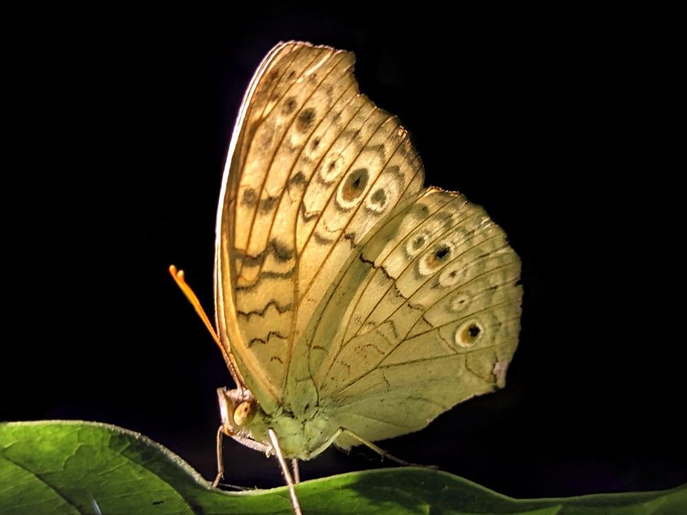 Photograph by Shihas Rasheed