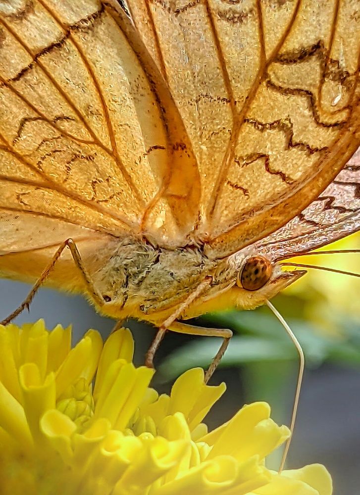 Photograph by Shihas Rasheed