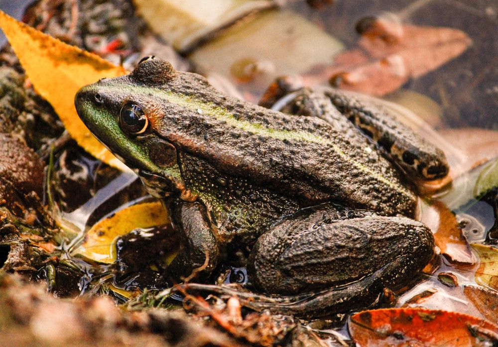 Фотография автора Алексей Тимофеев