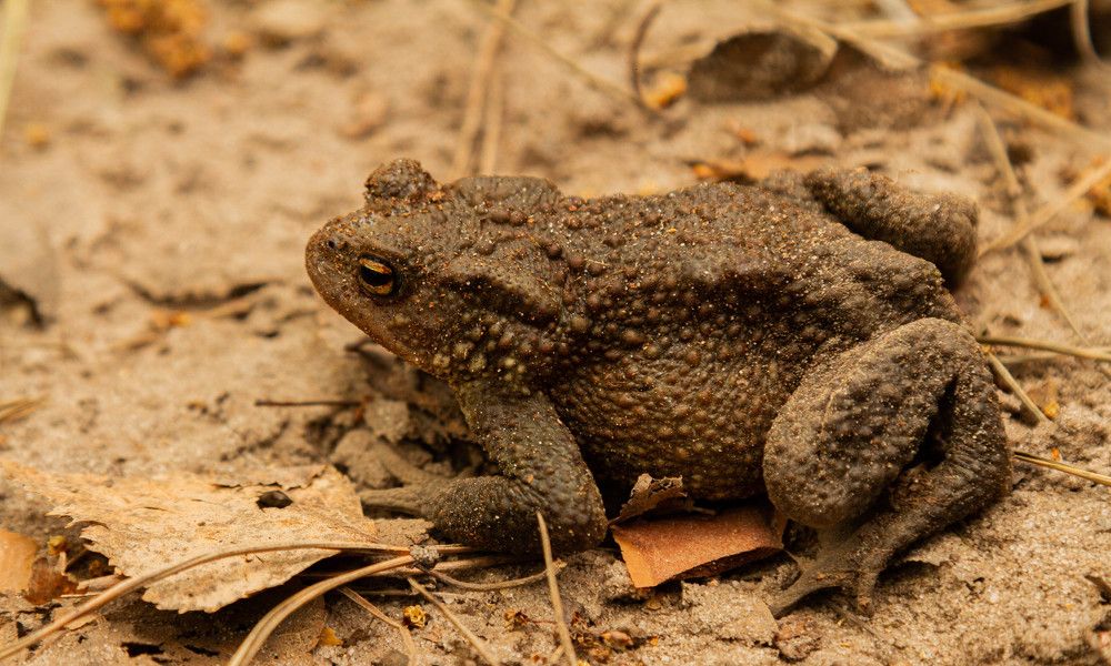 Фотография автора Алексей Тимофеев
