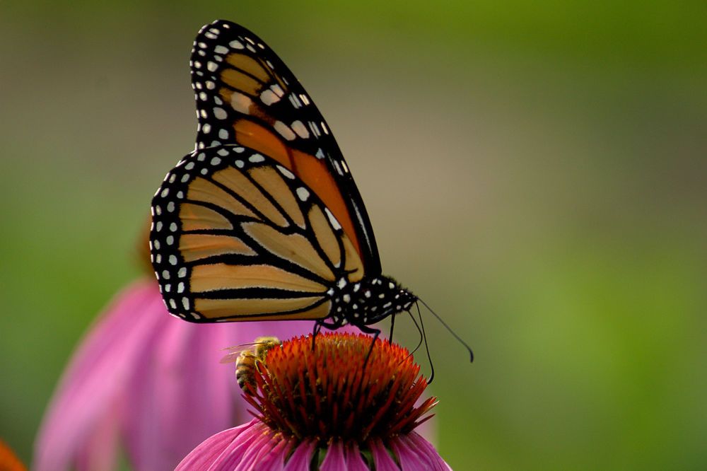 Photograph by A. G. Bisschop