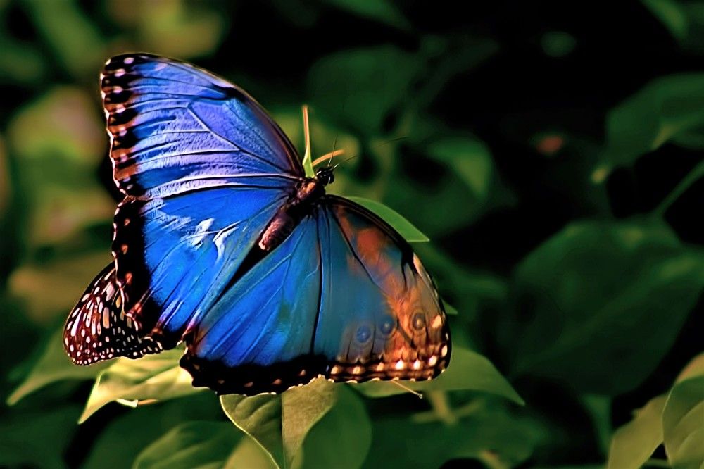 Фотография автора A. G. Bisschop