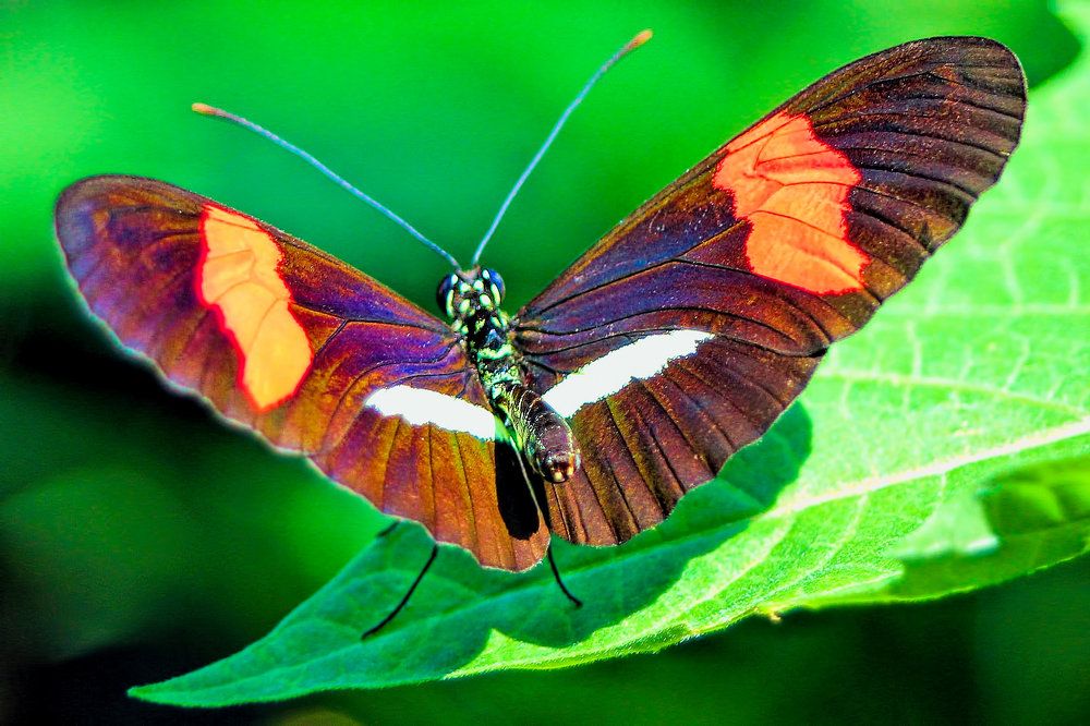 Photograph by A. G. Bisschop