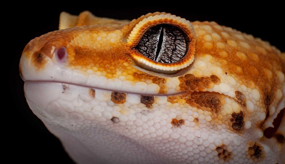 Photograph by Norman Celis