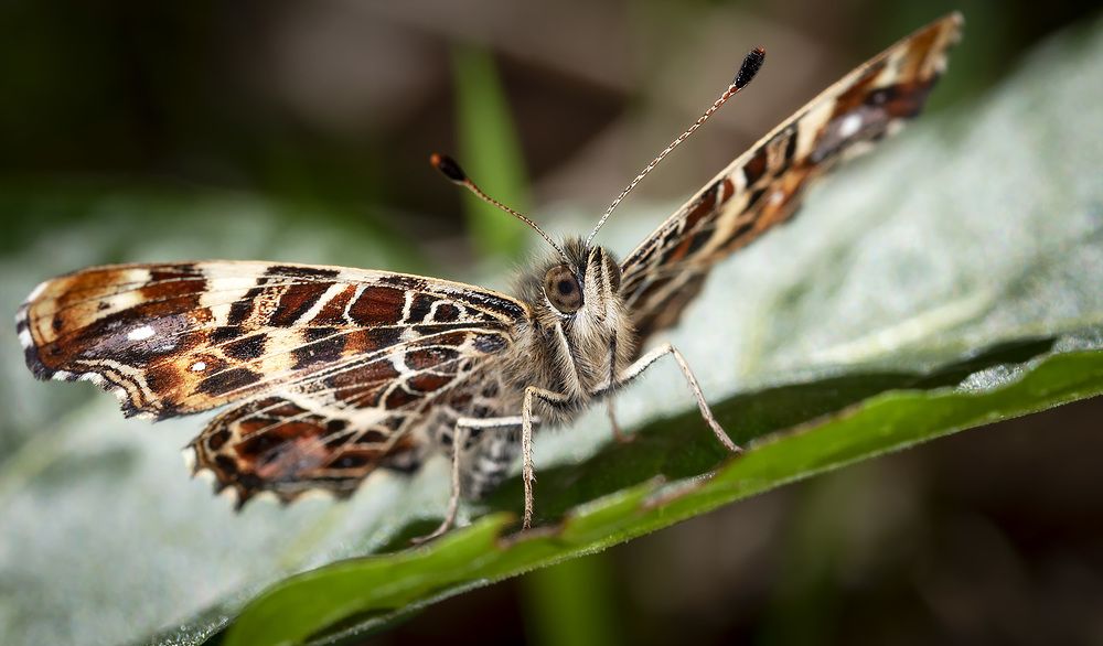 Photograph by Рихард Мисан