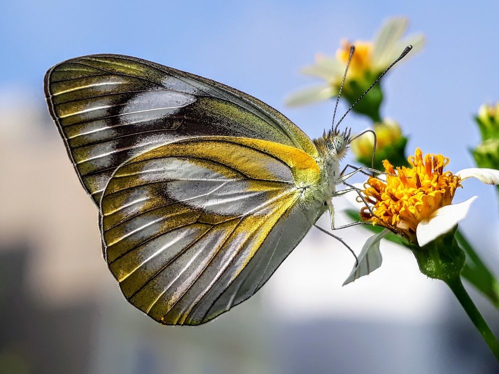 Photograph by Sang Nguyen