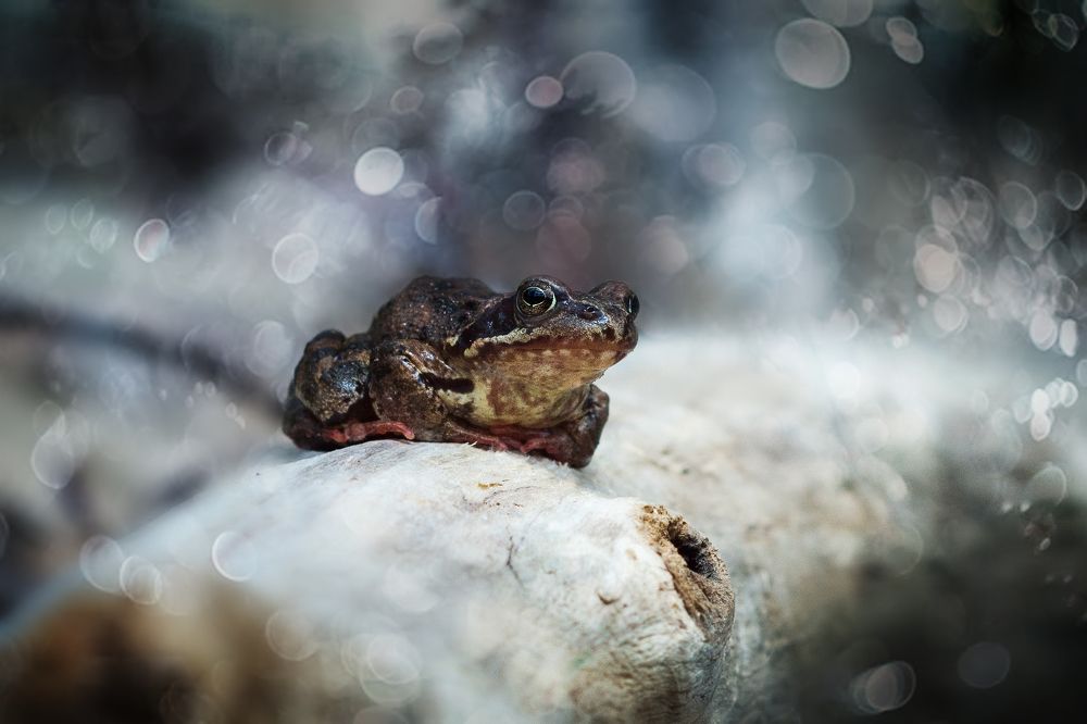 Photograph by Соколова Елена