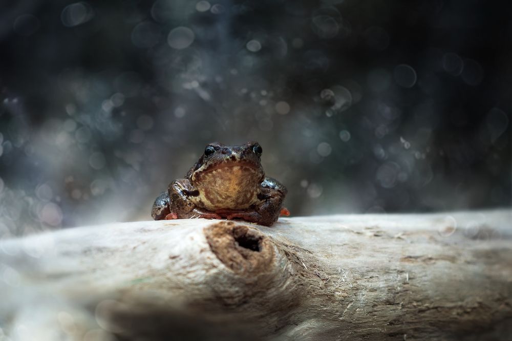 Photograph by Соколова Елена