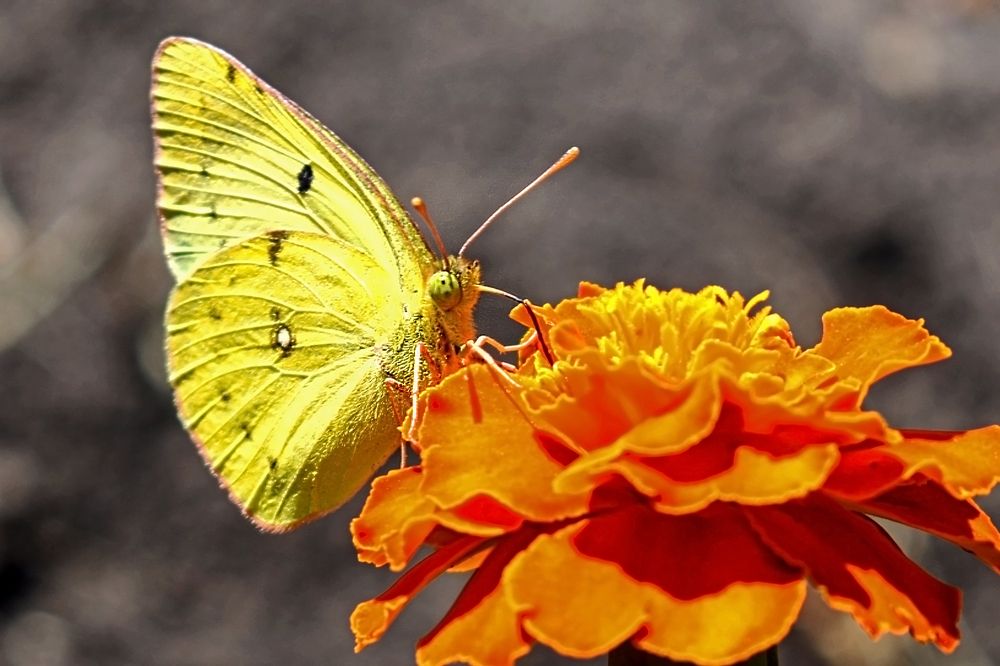 Photograph by Nina Streapan