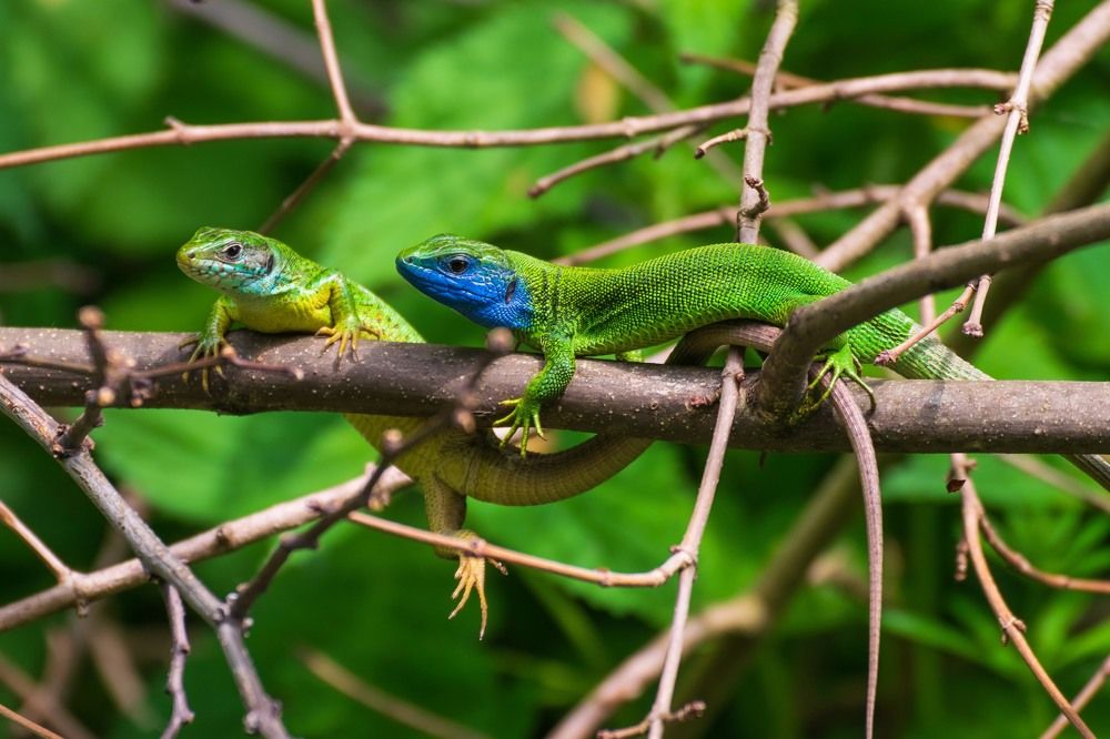 Photograph by Matija Simunic