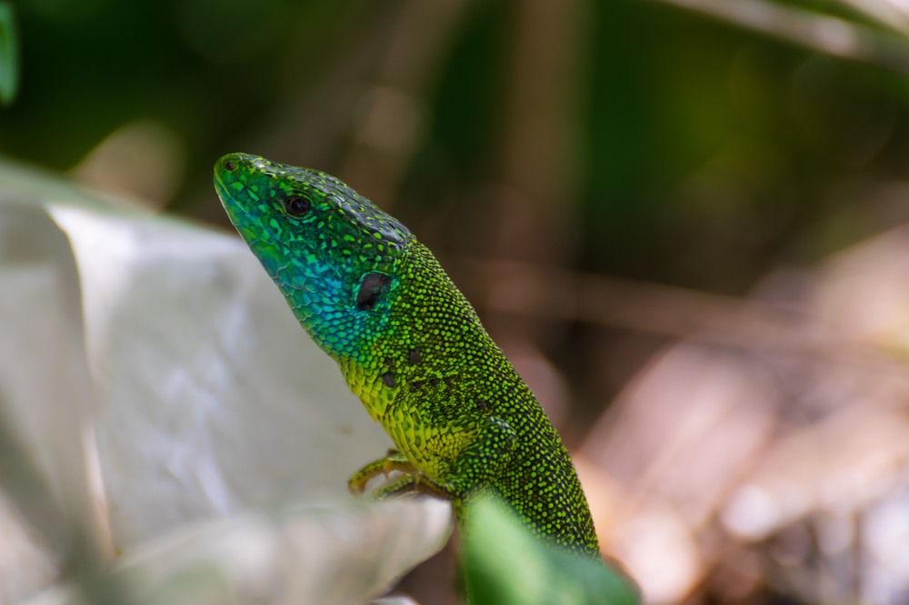 Photograph by Matija Simunic