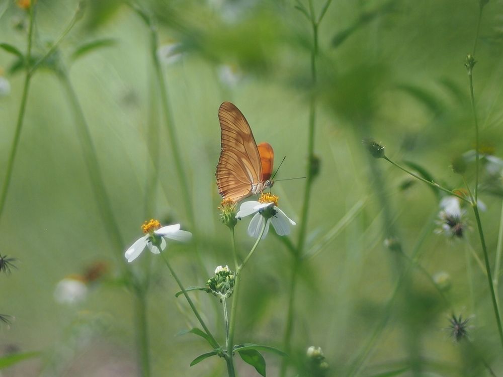 butterfly in my garden