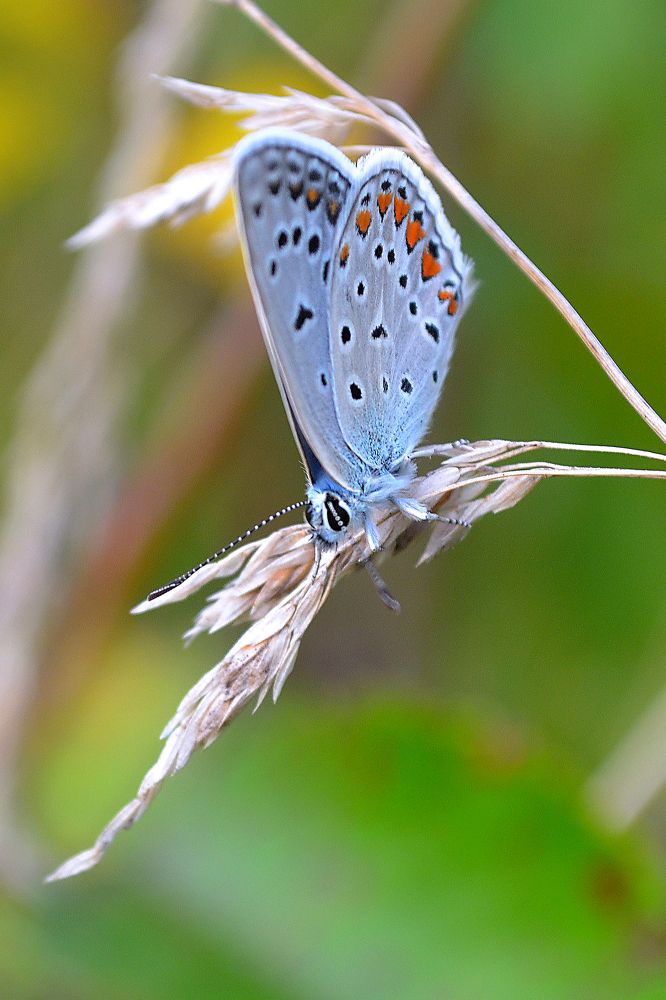 Photograph by Nina Streapan