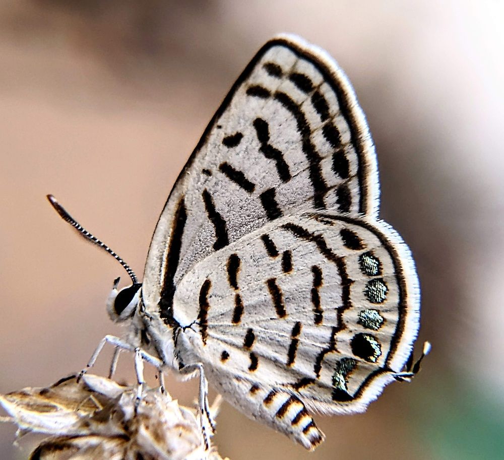 Photograph by Sai Krishna