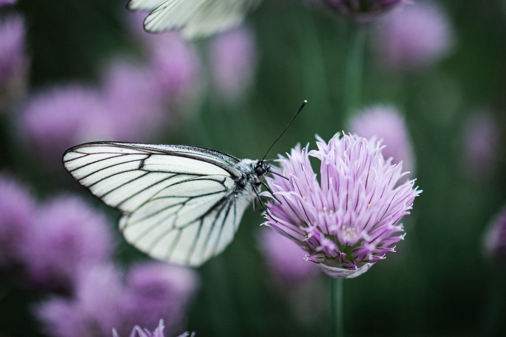 Photograph by Антон Чупин