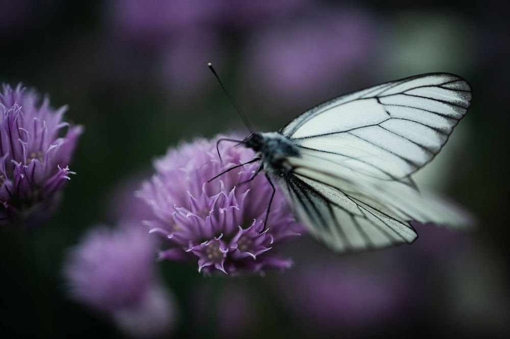 Photograph by Антон Чупин