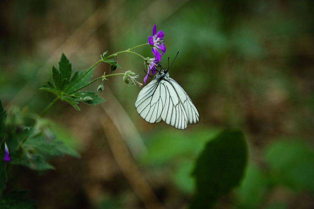 Photograph by Антон Чупин