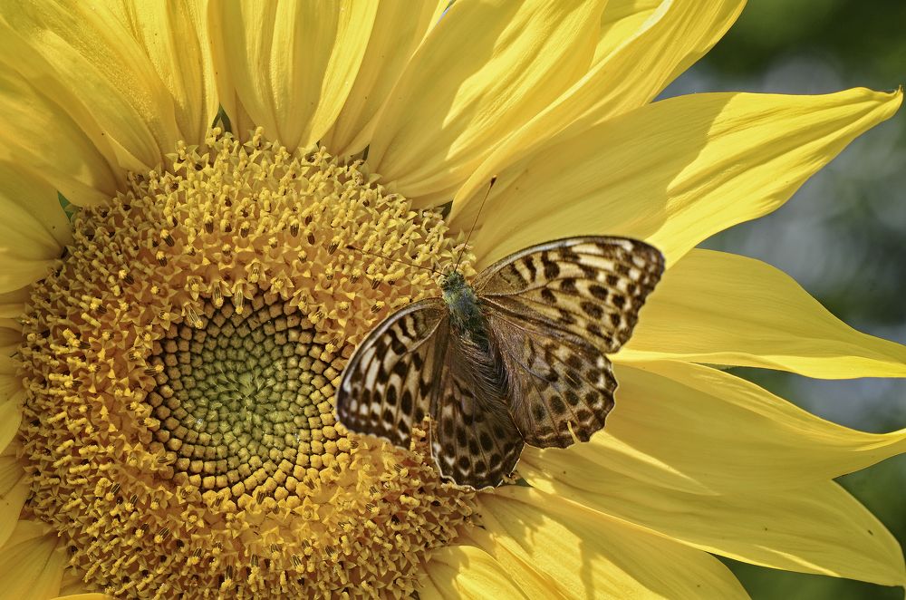 Photograph by Валерий