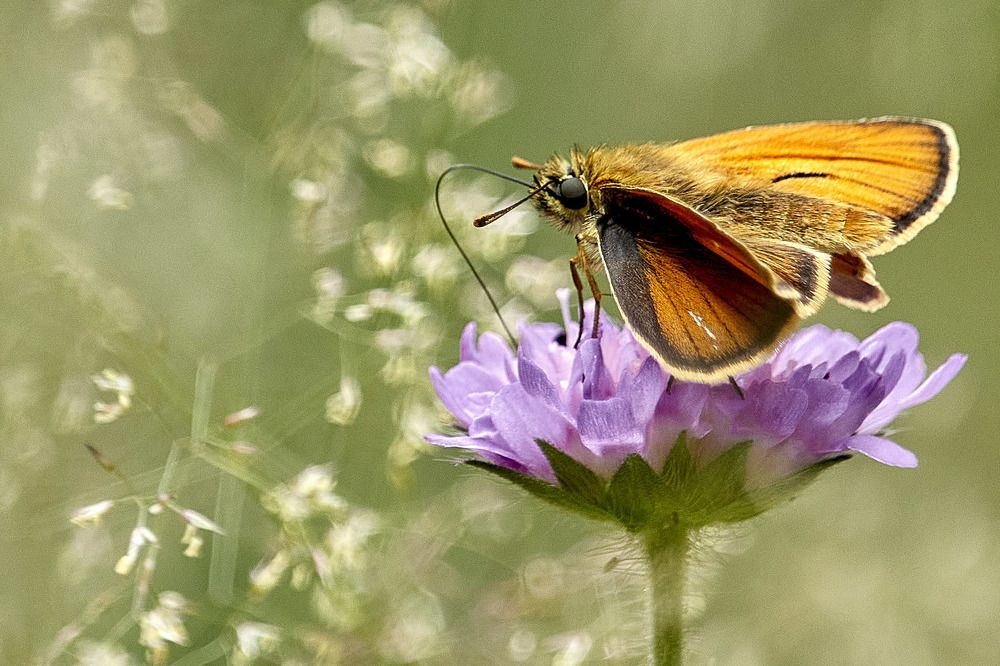 Photograph by Татьяна Полянская