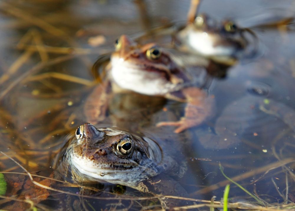 Очередь к фотографу