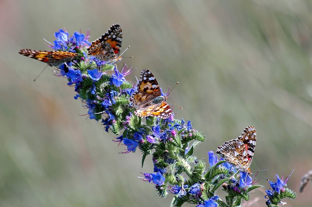 Photograph by Анатолий Святой