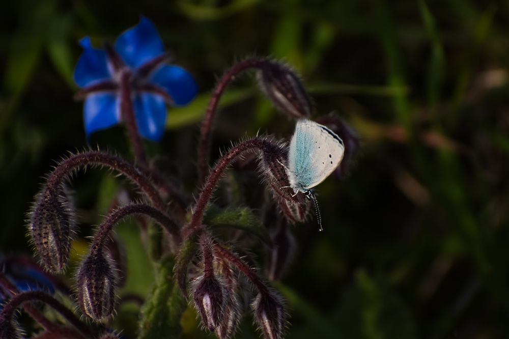 Photograph by Teresa Molinaro