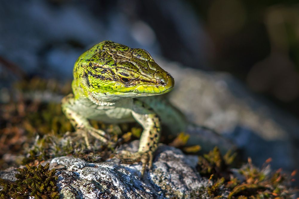 Photograph by Matko Matkovic