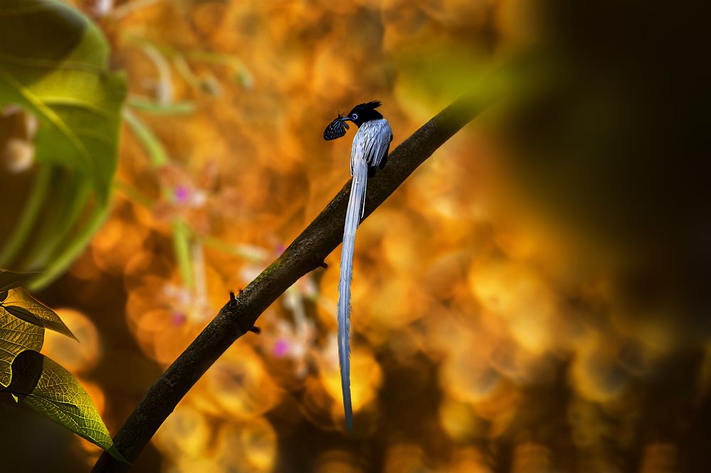 Photograph by Debjyoti Sarkar