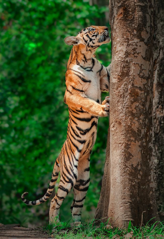 Learning to mark territory