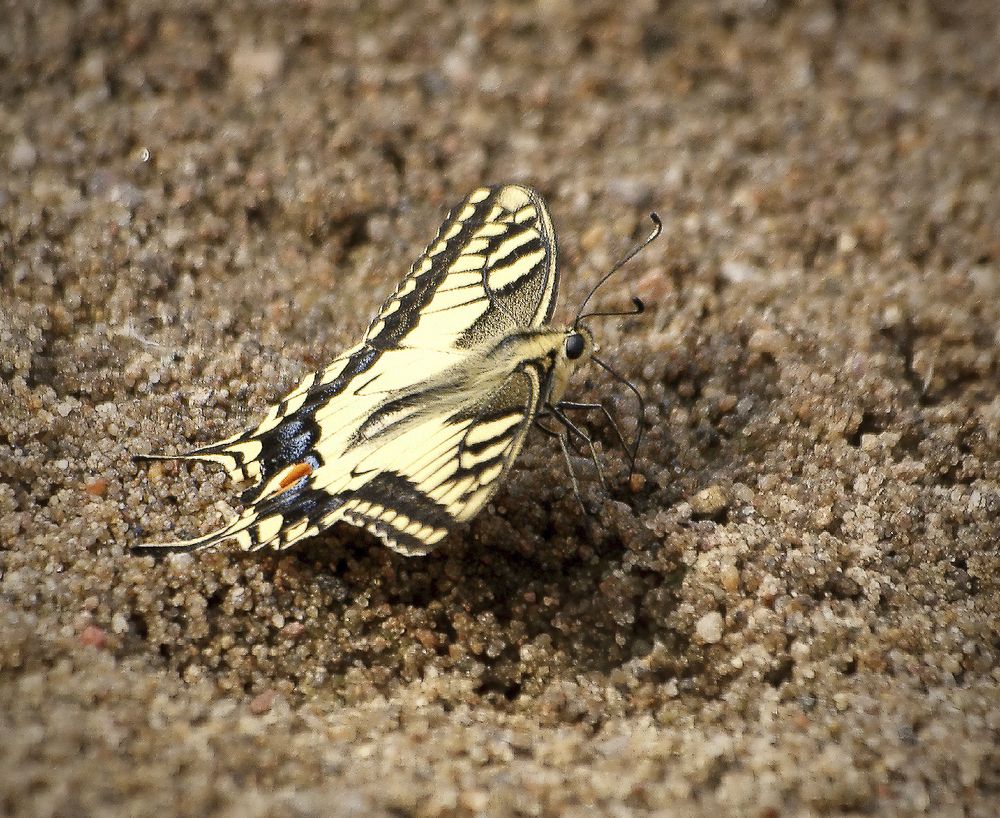 Photograph by Анатолий Максимов