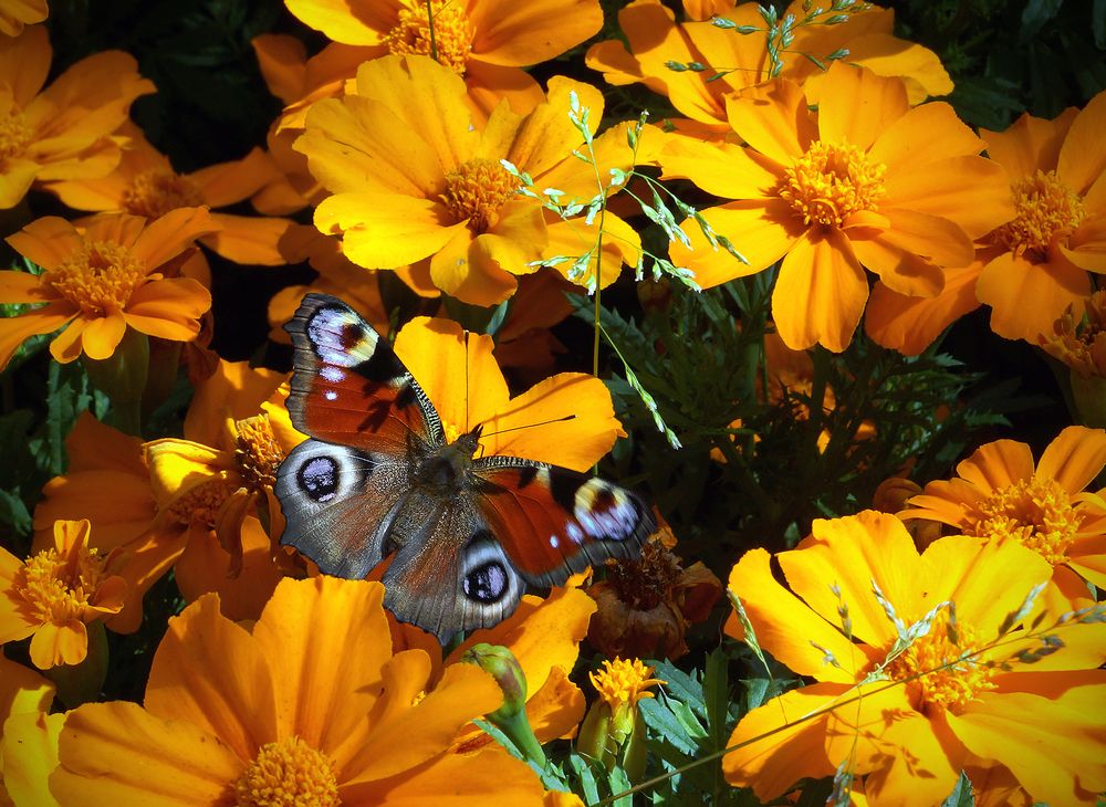 Photograph by Анатолий Максимов